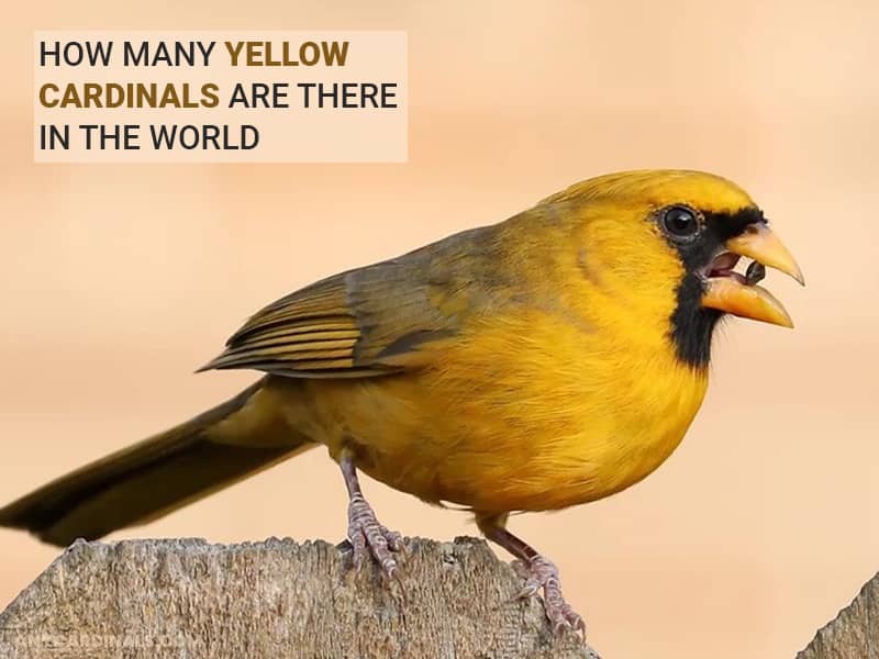 How Many Yellow Cardinals Are There In The World