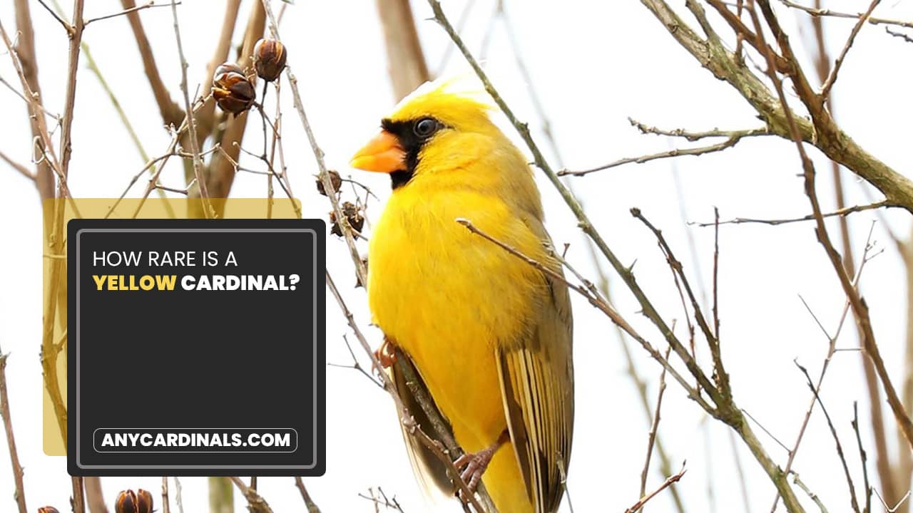 How Rare Is A Yellow Cardinal