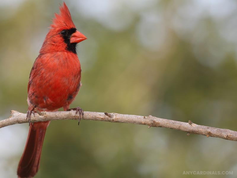 Is Seeing A Cardinal A Good Sign