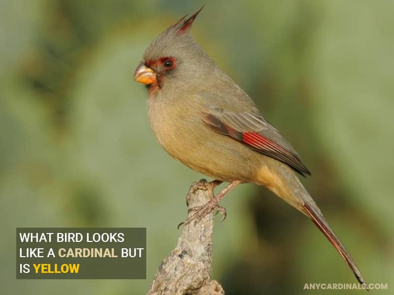 What Bird Looks Like A Cardinal But Is Yellow