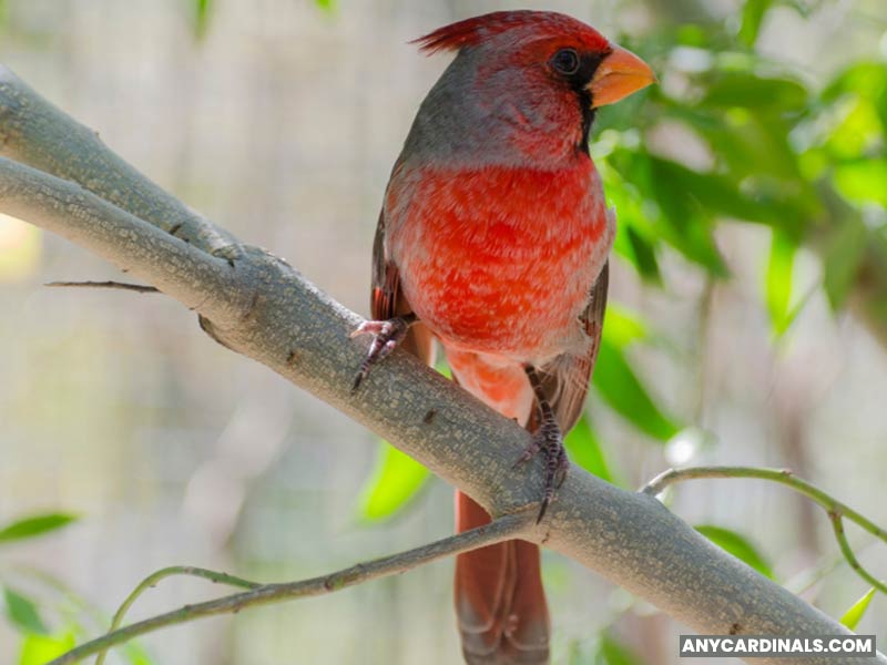What Bird Sounds Similar To A Cardinal