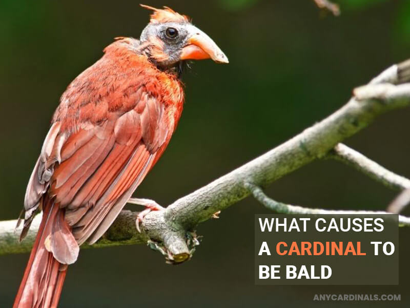 What Causes A Cardinal To Be Bald