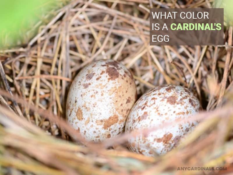 What Color Is A Cardinal's Egg