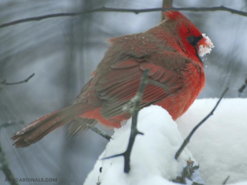 What Do Cardinals Eat In The Winter