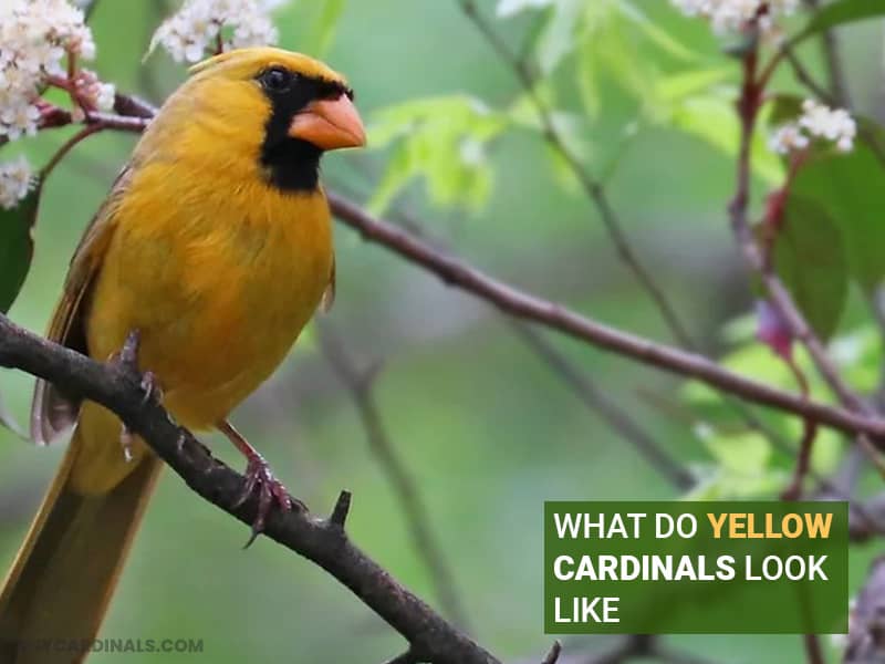 What Do Yellow Cardinals Look Like