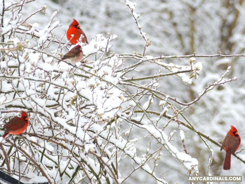 What Does It Mean To See 3 Cardinals