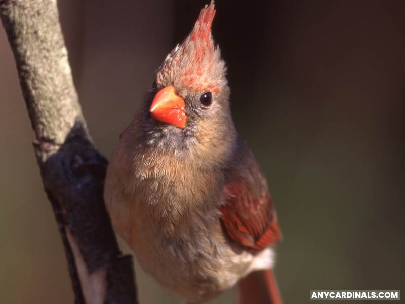 What Does It Mean When God Sends Cardinals