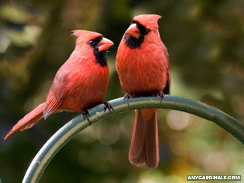 What Does It Mean When You See 2 Red Cardinals