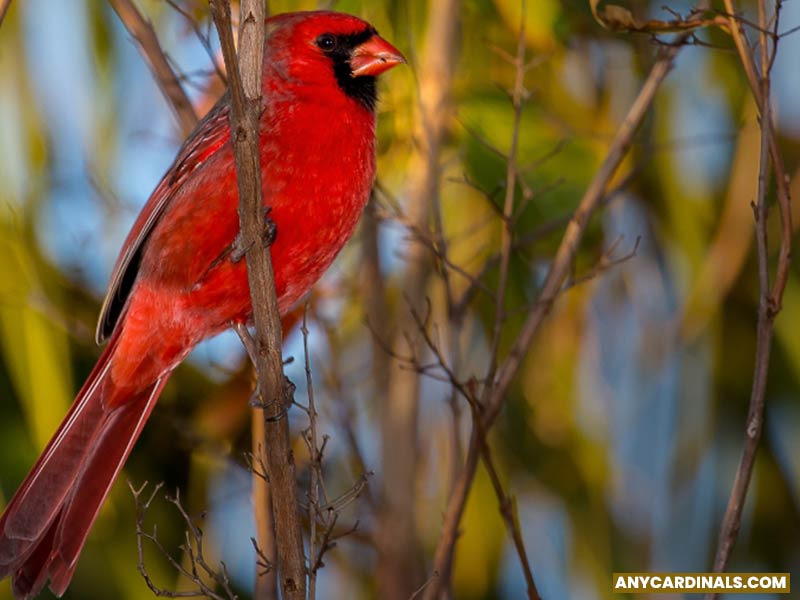 What Does It Mean When You See A Cardinal In Your Dream