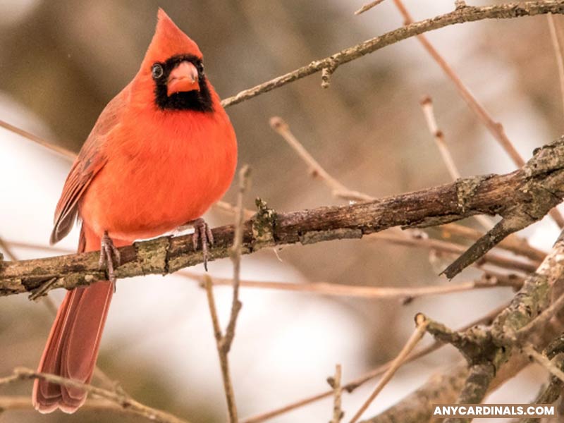 What Does Seeing A Cardinal Mean After Someone Dies