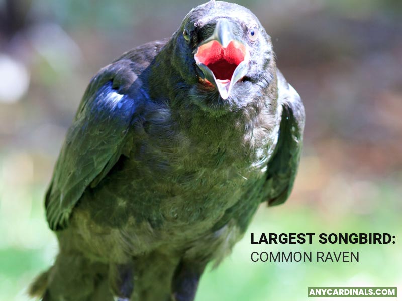 What Is The Largest Songbird