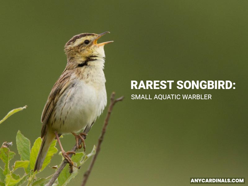 What Is The Rarest Songbird
