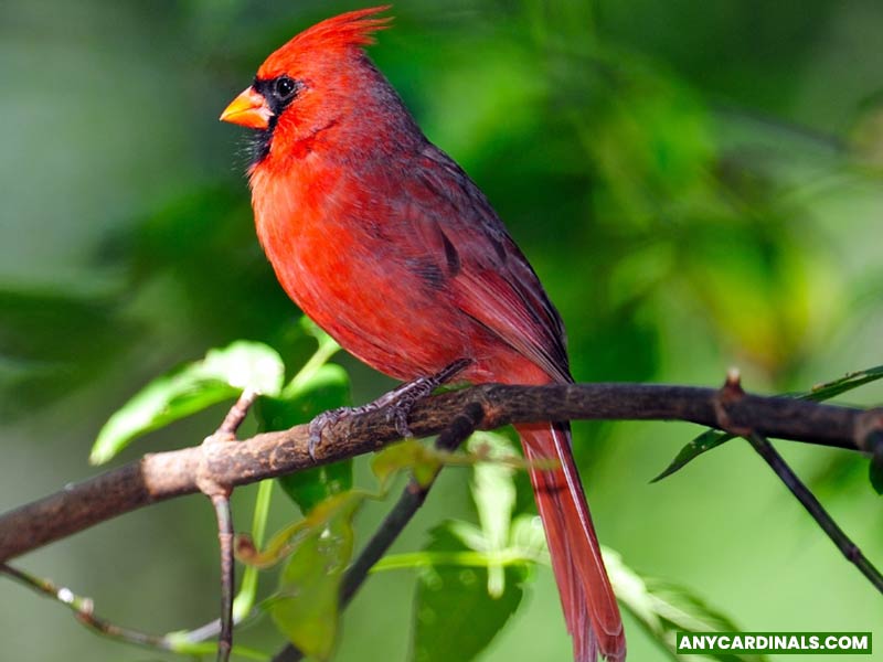 What Is The Symbolic Meaning Of A Cardinal