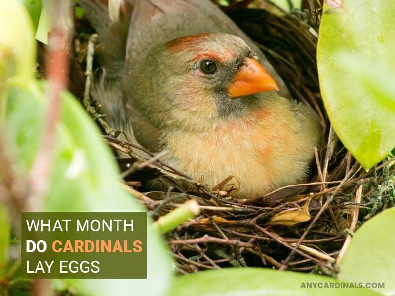 What Month Do Cardinals Lay Eggs