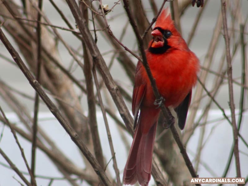 When Do Cardinals Sing