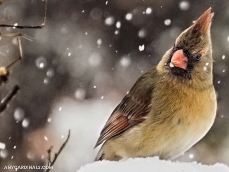 Where Do Cardinals Shelter In Winter