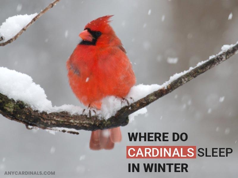 Where Do Cardinals Sleep In Winter