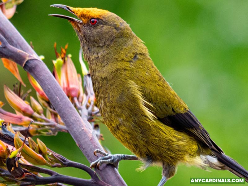 Which Bird Has Loudest Song