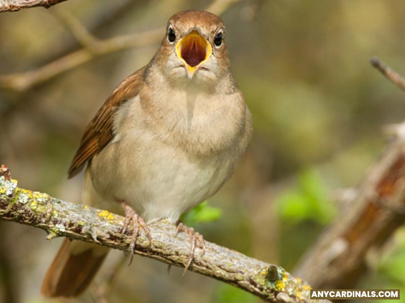 Which Bird Has Most Beautiful Voice