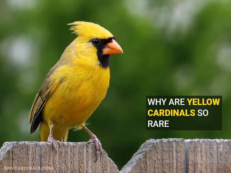Why Are Yellow Cardinals So Rare