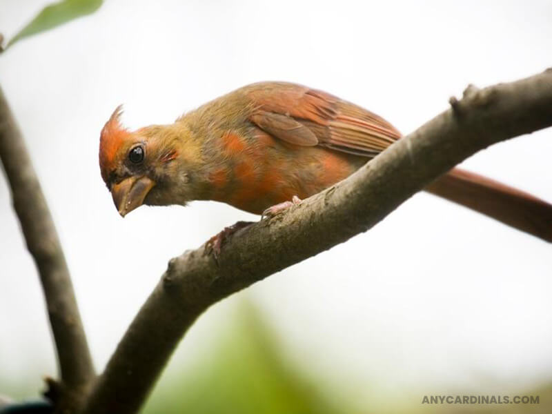 Why Do Cardinals Lose Their Crests