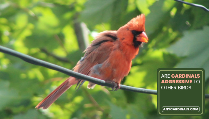 Are Cardinals Aggressive To Other Birds