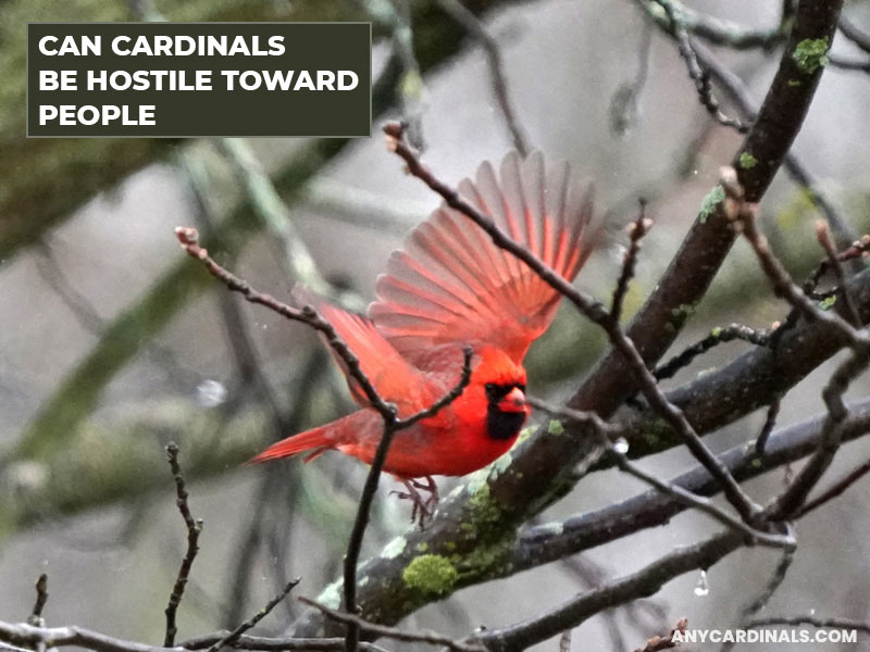 Can Cardinals Be Hostile Toward People