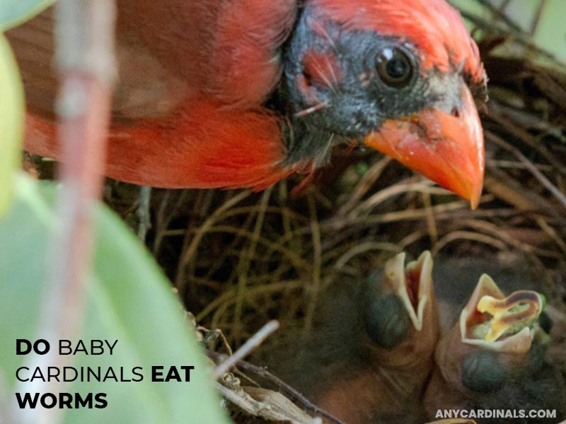 Do Baby cardinals Eat Worms