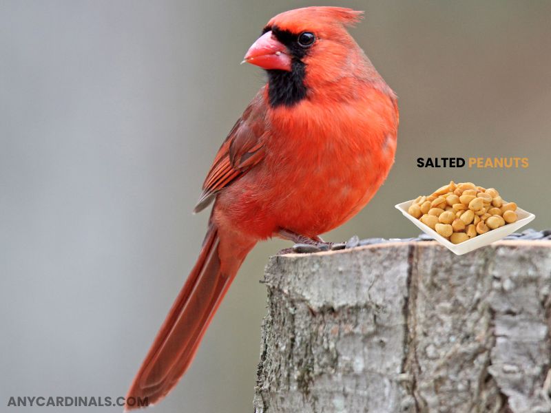 Do Cardinals Consume Salted Peanuts