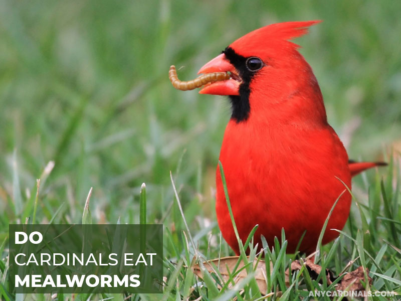 Do Cardinals Eat Mealworms