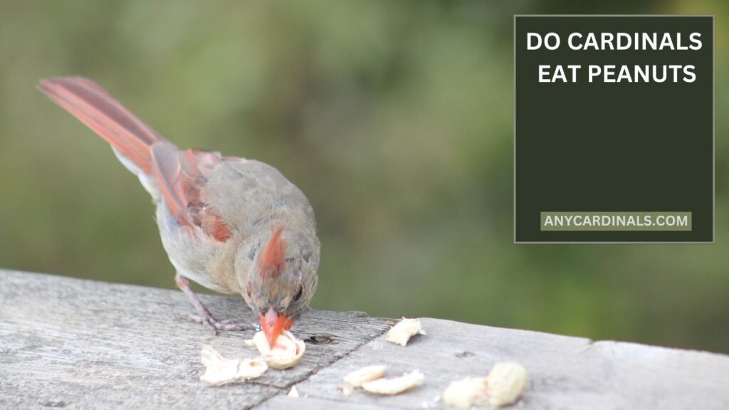 Do Cardinals Eat Peanuts