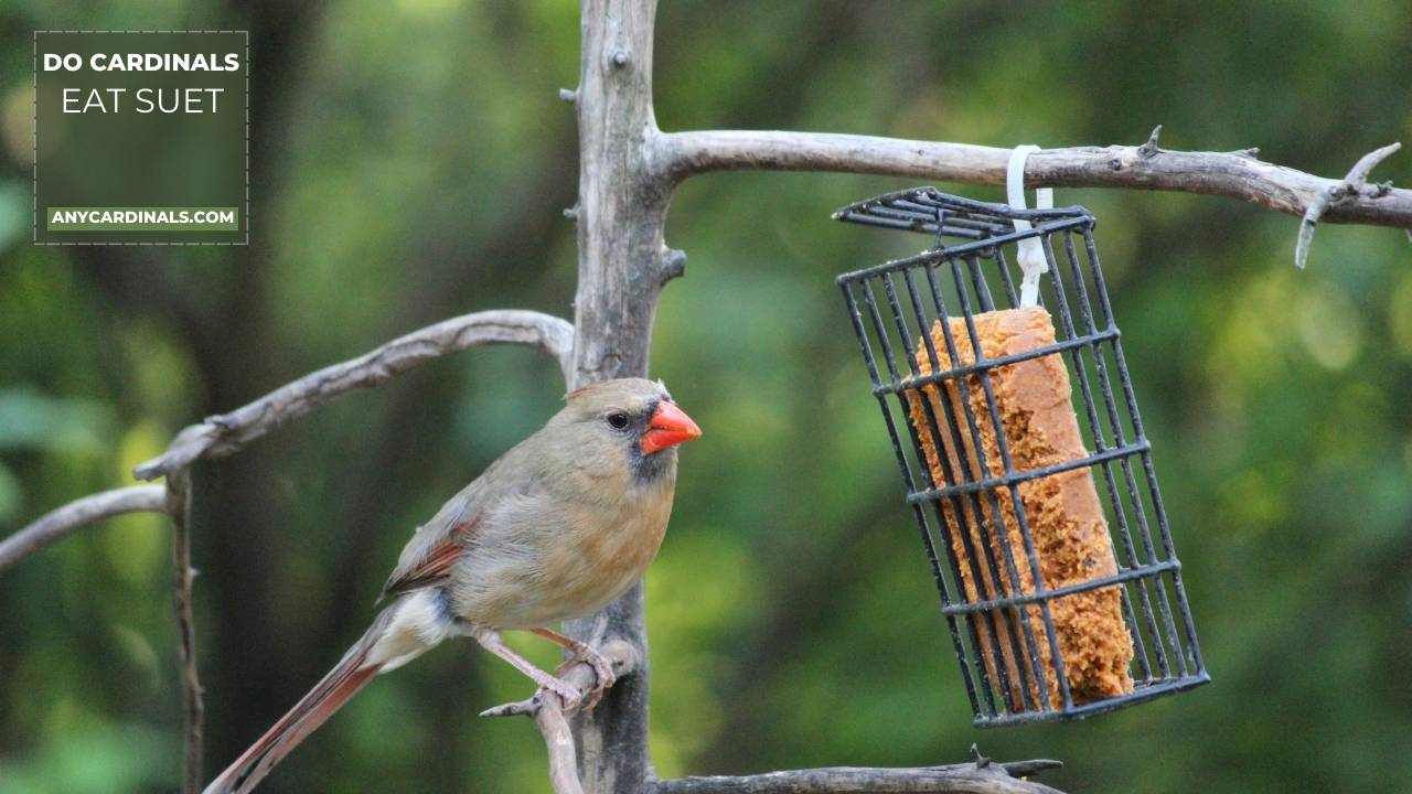 Do Cardinals Eat Suet