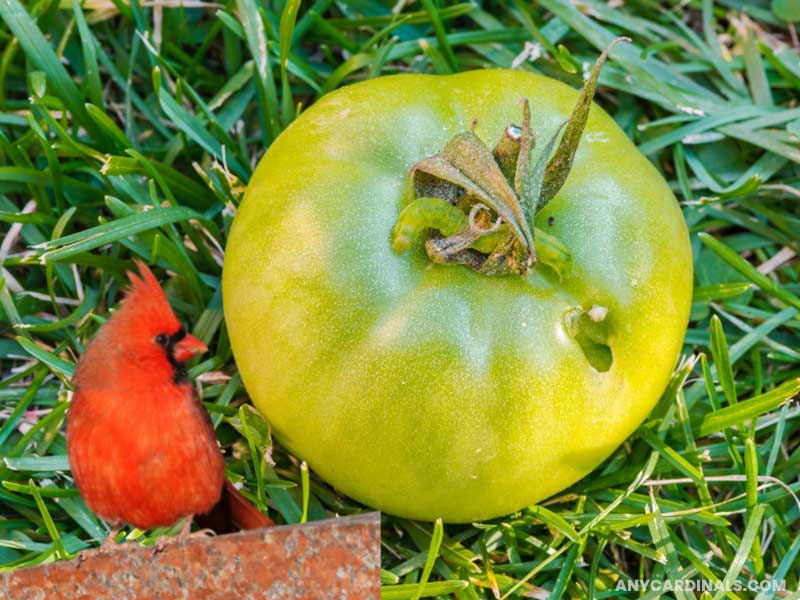 Do Cardinals Eat Tomato Worms
