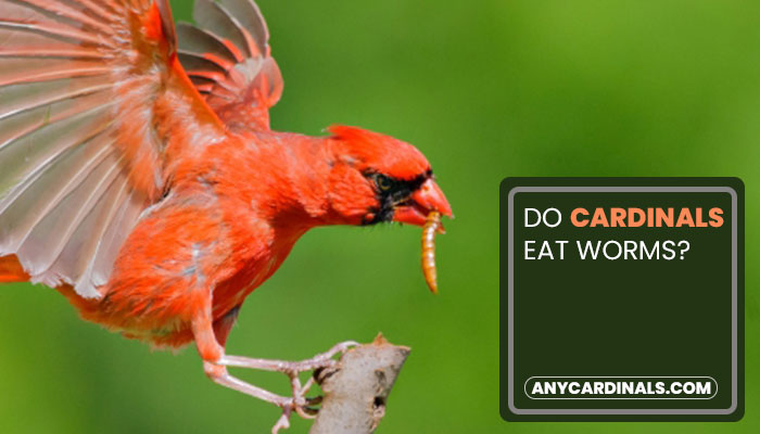 Do Cardinals Eat Worms