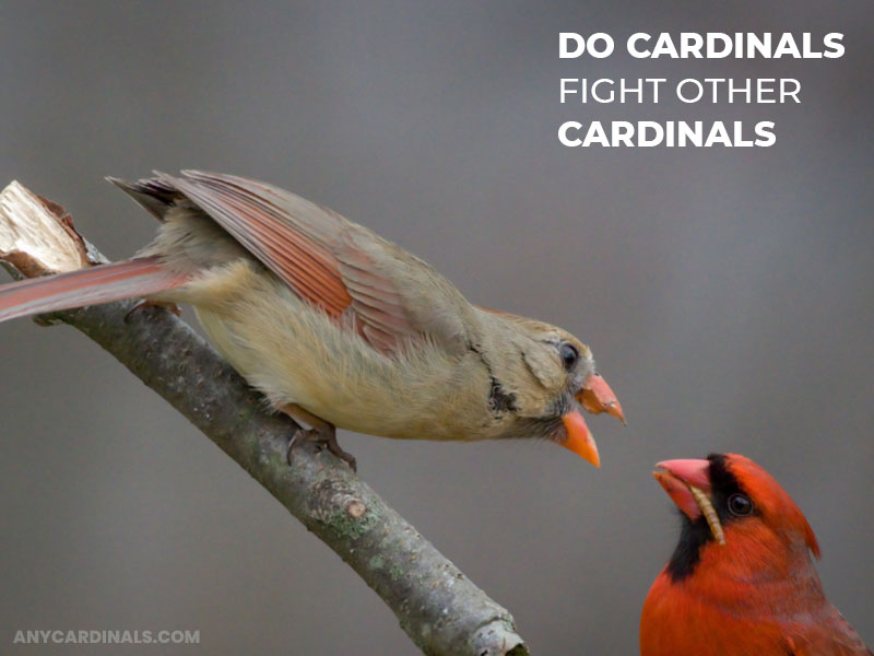 Do Cardinals Fight Other Cardinals