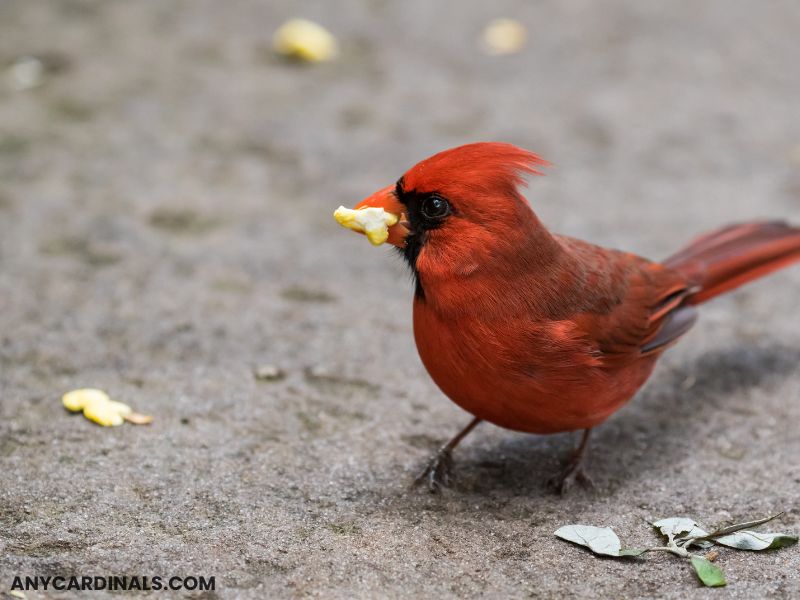 Do Cardinals Love Eating Peanuts