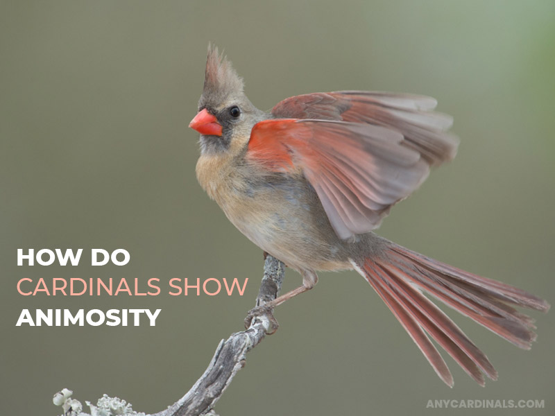 How Do Cardinals Show Animosity