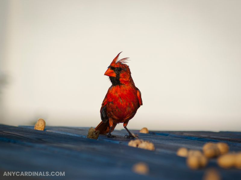 Is It safe For Cardinals To Eat Peanuts
