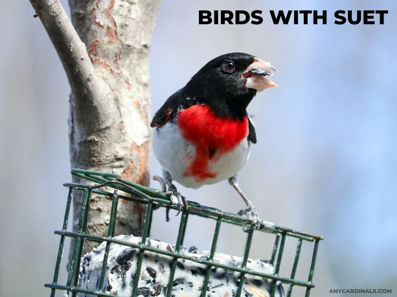 How To Lure Cardinals and Other Birds With Suet