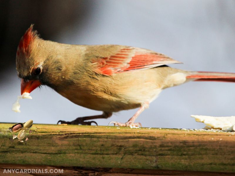 The Proper Way Of Feeding Cardinals Peanuts