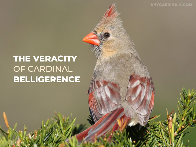The Veracity Of Cardinal Belligerence