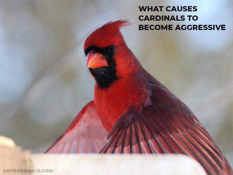 What Causes Cardinals To Become Aggressive