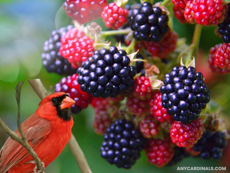What Do Cardinals Eat In The Wild