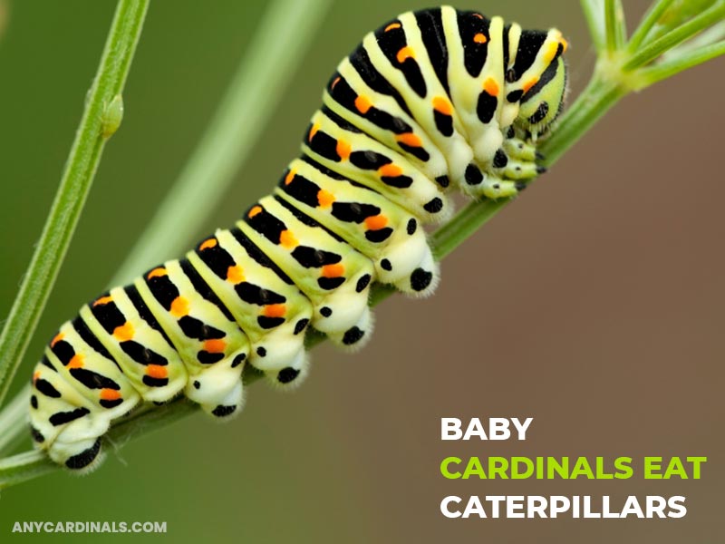 What Food Do Baby Cardinals Eat