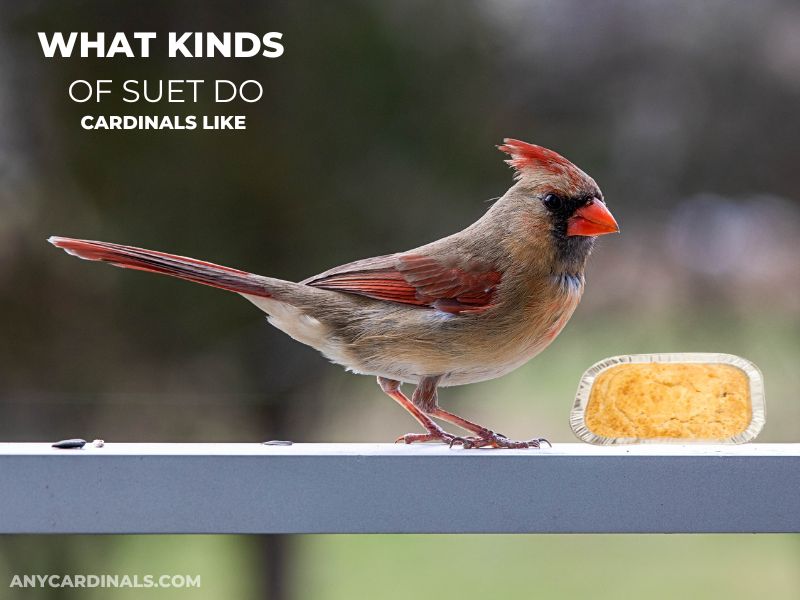 What Kinds Of Suet Do Cardinals Like