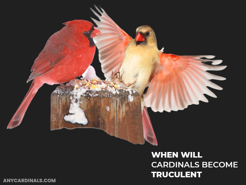 When Will Cardinals Become Truculent
