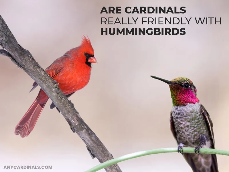 Are Cardinals Really Friendly With Hummingbirds And Other Birds