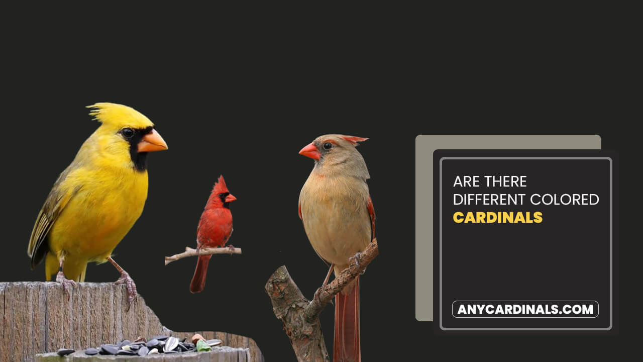 Are There Different Colored Cardinals