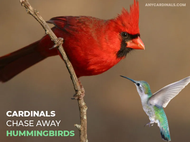 When Do Cardinals Go Violent