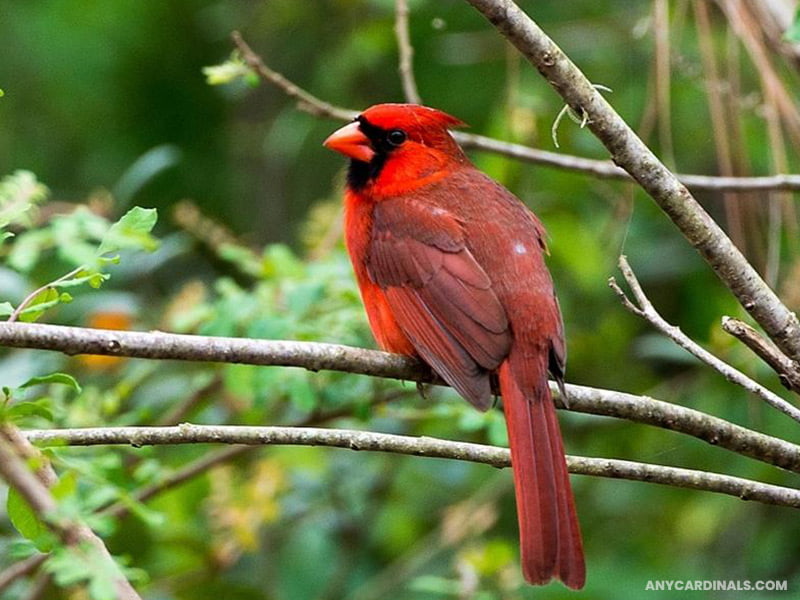 Cardinals And Their Different Feathers’ Colors